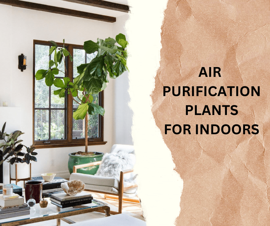 AIR PURIFICATION PLANTS FOR INDOORS